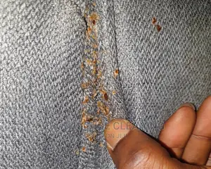 Fumigation Services | House Fumigation Services