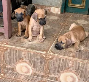 1-3 months Female Purebred Boerboel