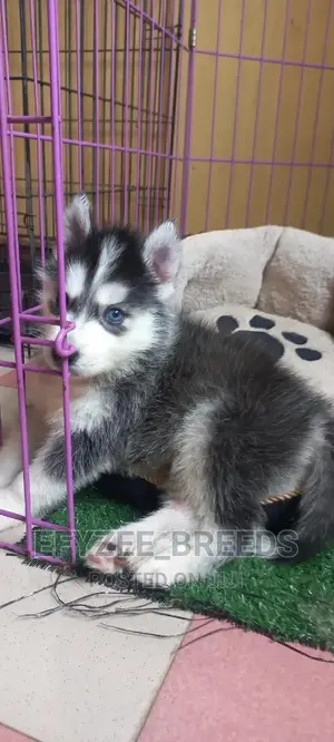 1+ Year Female Purebred Siberian Husky