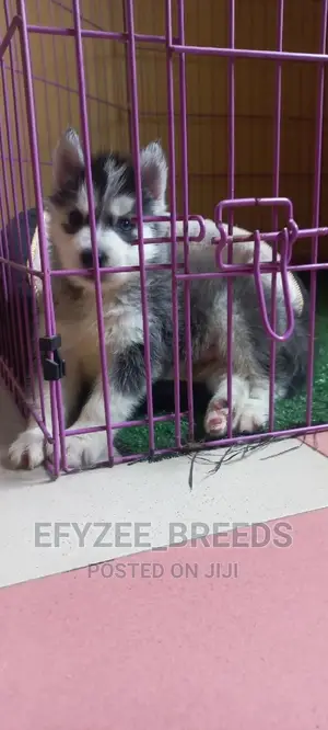 1-3 months Male Purebred Siberian Husky