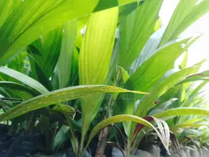Hybrid Dwarf Tenera Oil Palm
