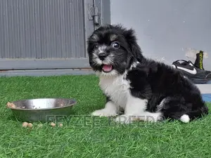 1-3 Months Male Purebred Lhasa Apso