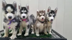1-3 months Female Purebred Siberian Husky