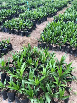 Tenera Oilpalm Seedlings
