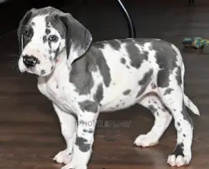 1-3 months Male Purebred Great Dane