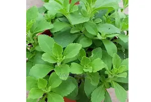 Stevia Plants Available in Quantity