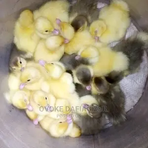 Day Old Ducks