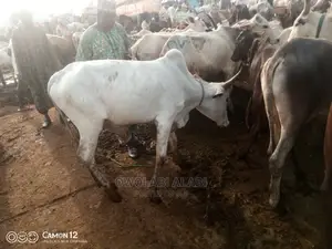Cows For Sale