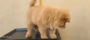3-6 months Female Purebred Chow Chow