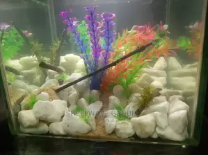 Large Aquarium Glass With Free Light and Filter