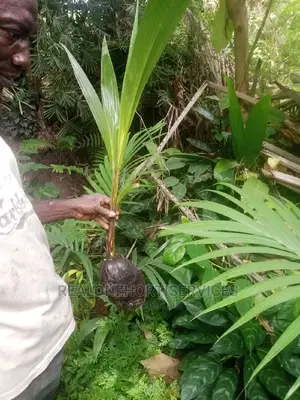 Dwarf Hybrid (Ornamental and Edible) Coconut Seedlings