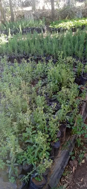 Ashwaghanda, Lovage, Self Heal, Skullcap, Dandelion, Lemon Verbena