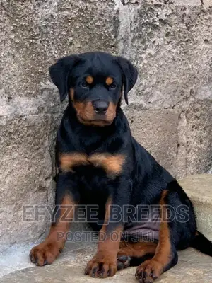 1-3 months Male Purebred Rottweiler