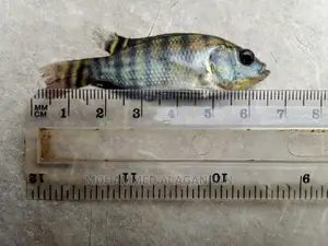 Black Gift Tilapia Fingerlings and Juveniles