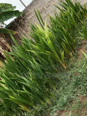 Hybrid Fruits and Oil Palm/Dwarf Coconuts Seedlings