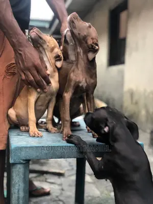 1-3 months Female Purebred American Pit Bull Terrier