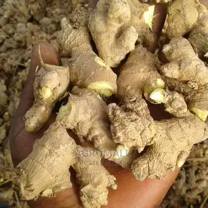 Hybrid Ginger _1kg