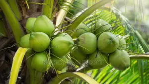 Malaysia Dwarf Coconut Seedlings
