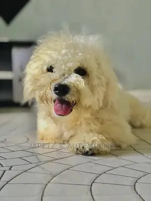 Dog Feeds and More