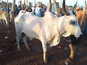 Healthy Cow and Animals