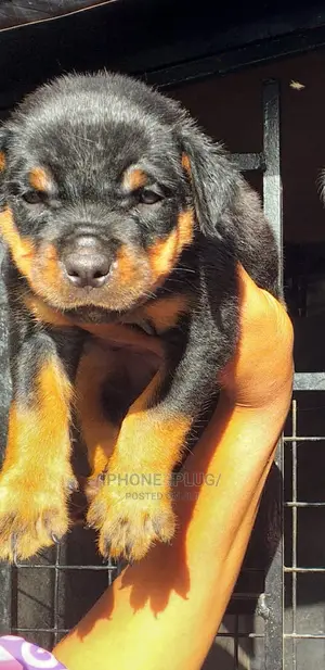 3-6 months Male Purebred Rottweiler
