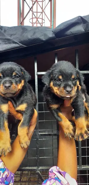 3-6 months Male Purebred Rottweiler