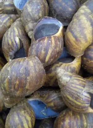 Medium Jumbo Snail