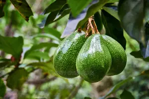 Avocado Seedlings