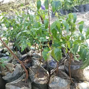 NEEM (Dongo Yaro)SEEDLINGS