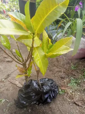 Tree Planting Service.