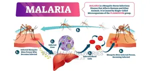 Daily Malaria And Typhoid Treatments Services Available