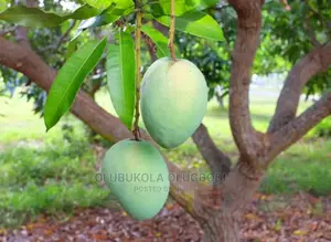 Edward Grafted Mango Seedlings
