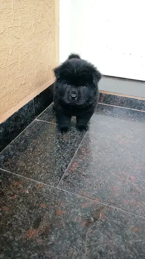 1-3 months Male Purebred Chow Chow