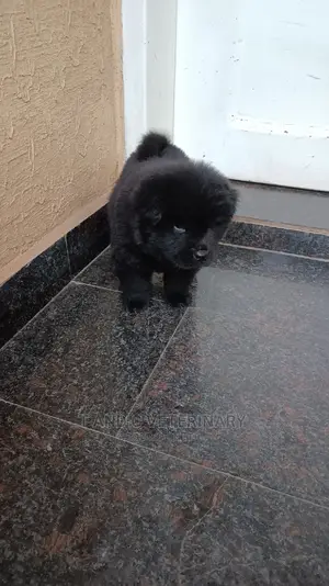 1-3 months Male Purebred Chow Chow