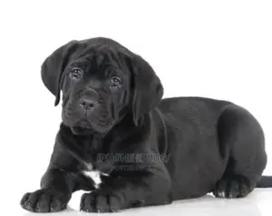 1-3 months Female Purebred Cane Corso