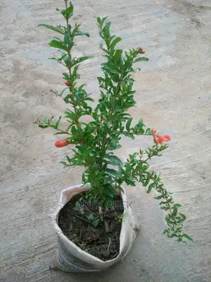 Pomegranates, Hybrid Fast Fruiting