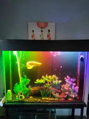 Aquarium Designed