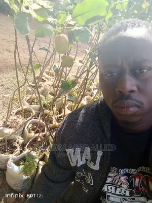 Dwarf Apple Seedlings Available for Sale