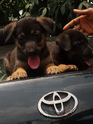 1-3 months Male Purebred German Shepherd