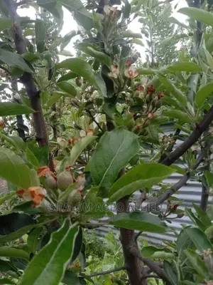 Flowering Apple Seedlings for Sale