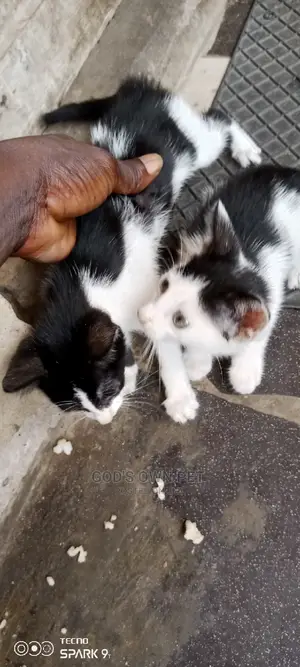 1-3 months Male Mixed Breed Cat