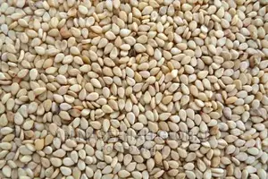 Sesame (Scientific Name :Sesamun Indicum)