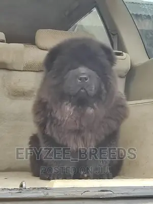 1-3 months Male Purebred Chow Chow