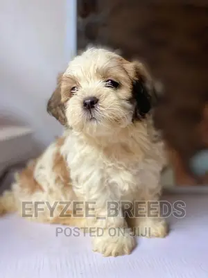 1-3 Months Female Purebred Lhasa Apso