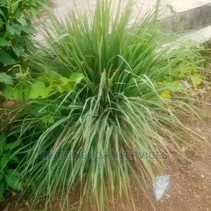 Lemon Grass Seedling's And Leaves AVAILABLE