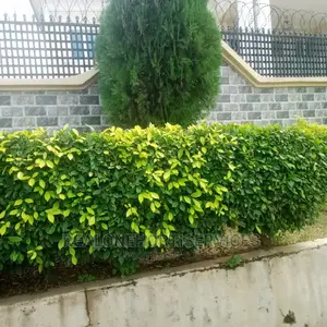 Flower Hedges With Thuja and Yellow Ficus