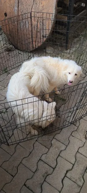 1+ year Male Purebred American Eskimo
