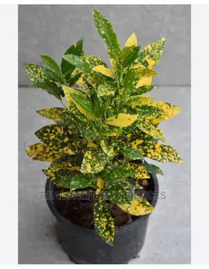 Croton Plant