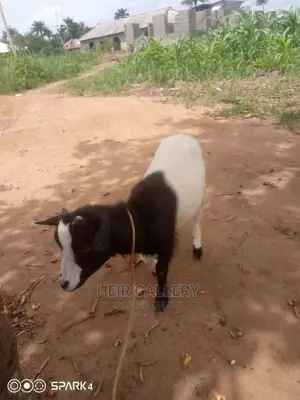 Native Goats,Rams,Native Dwarf Cow,Chickens,Dogs.