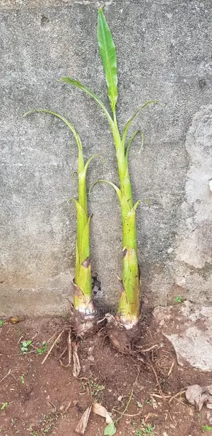 Hybrid Plantain Suckers